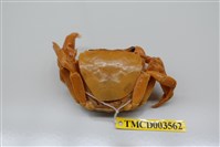 藏品(拉氏清溪蟹)的圖片